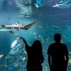 ACUARIO MICHIN CDMX